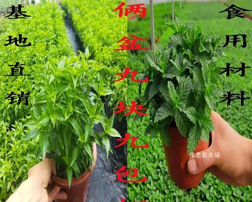 罗勒打顶的最佳时间是什么时候？具体步骤有哪些？