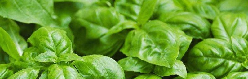 罗勒有哪些神奇的功效与作用？如何正确使用罗勒？