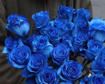 蓝色玫瑰花代表什么意思？蓝色玫瑰花语有哪些含义？