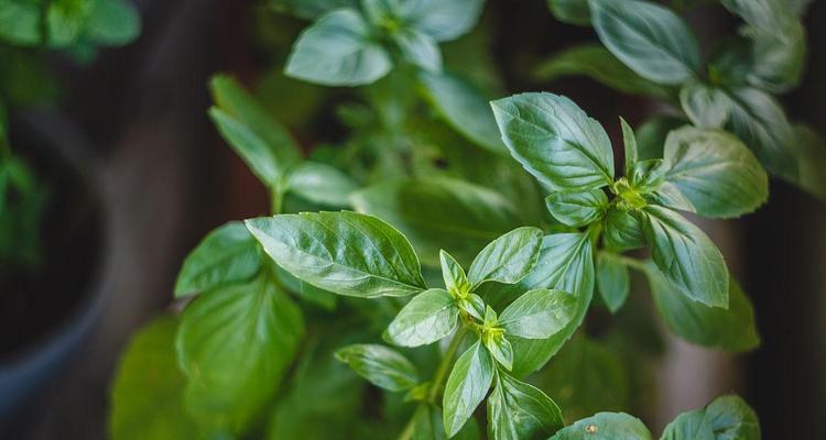 罗勒的生长周期是多长时间？如何优化种植环境以缩短周期？