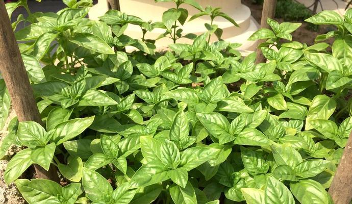 罗勒的生长周期是多长时间？如何优化种植环境以缩短周期？