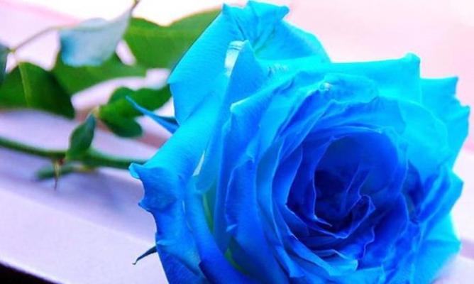 蓝色玫瑰花代表什么？花语含义有哪些？
