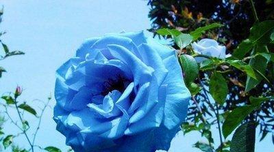 蓝色玫瑰花代表什么？花语含义有哪些？