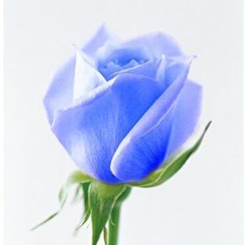 蓝色玫瑰花的花语是什么意思？购买时需要注意什么？