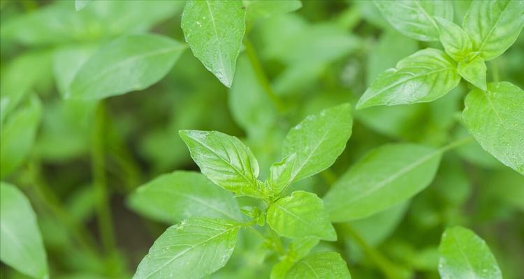 罗勒和荆芥是同一种植物吗？它们的区别是什么？