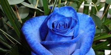 蓝色玫瑰花语代表什么意思？如何正确解读蓝色玫瑰的含义？