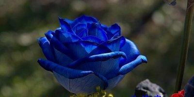 蓝色玫瑰代表什么含义？花语解读及送花建议？