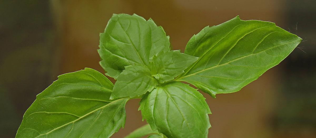 罗勒是几年生植物？如何正确种植和维护罗勒？