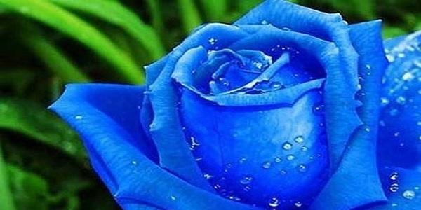 蓝色玫瑰花语代表什么含义？如何正确解读蓝色玫瑰的花语？