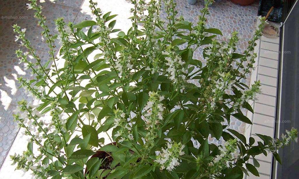 罗勒是几年生植物？如何正确种植和维护罗勒？