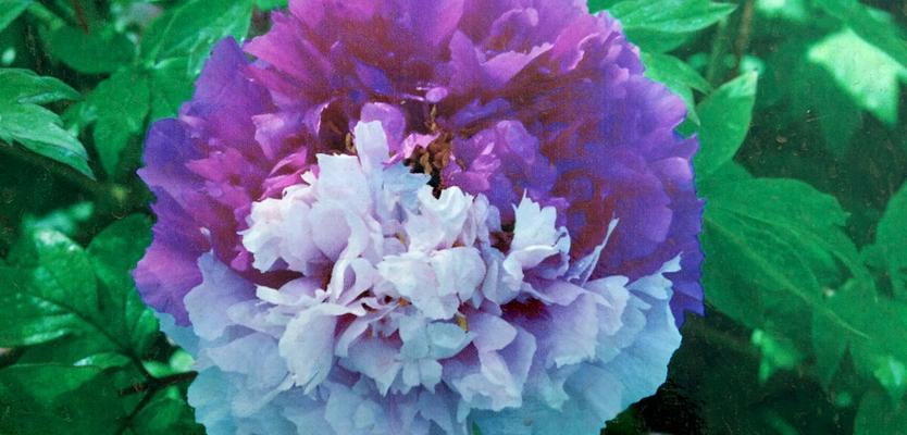 蓝色牡丹花象征着什么？蓝色牡丹花的含义有哪些？
