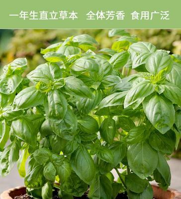 罗勒浇水频率如何根据季节调整？春夏秋冬浇水有何不同？