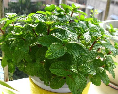 罗勒浇水频率如何根据季节调整？春夏秋冬浇水有何不同？
