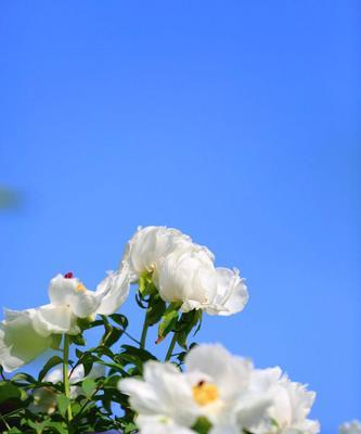 蓝色牡丹花象征着什么？蓝色牡丹花的含义有哪些？