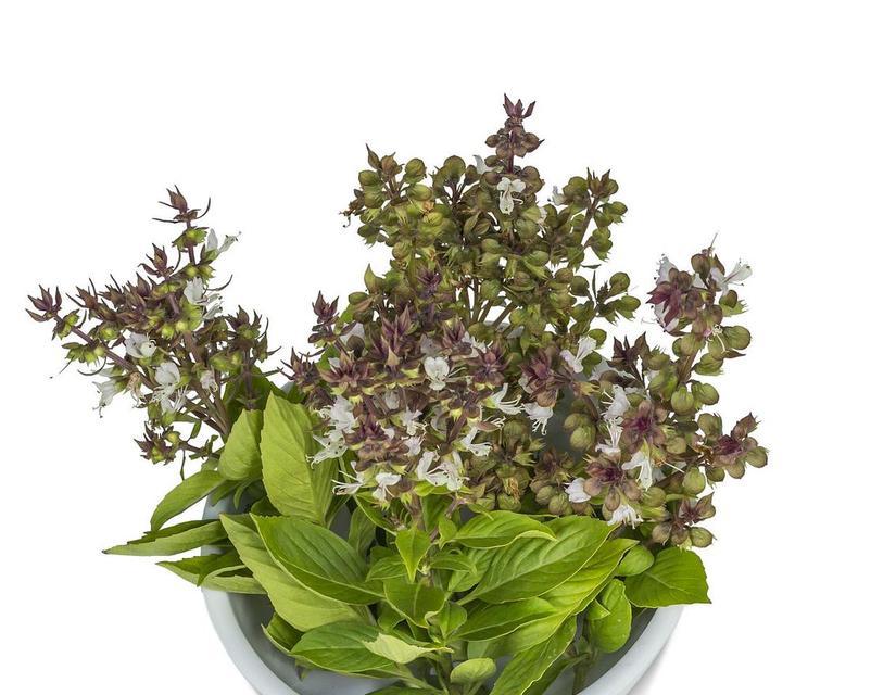 罗勒开花吗？罗勒开花的样子是什么样的？