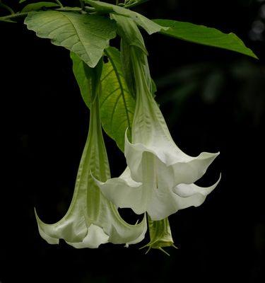 罗勒开花吗？罗勒开花的样子是什么样的？