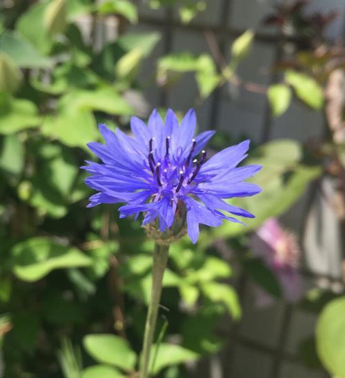 蓝色矢车菊代表什么？花语和寓意有哪些？