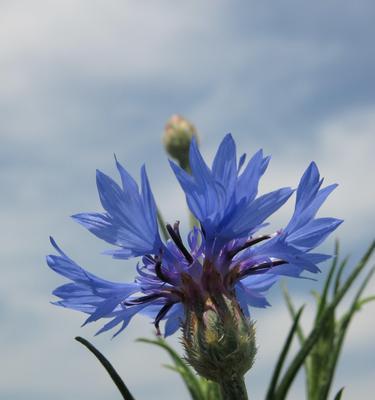 蓝色矢车菊代表什么？花语和寓意有哪些？