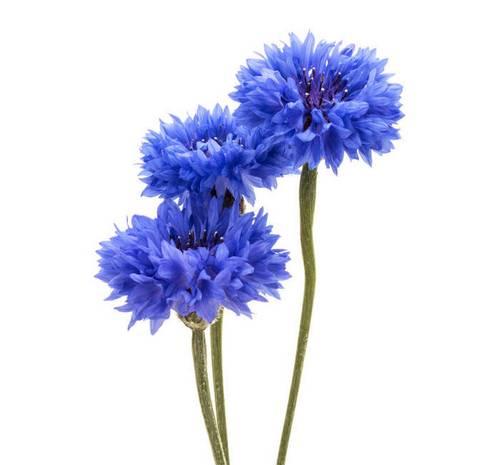蓝色矢车菊的花语是什么？如何正确解读？