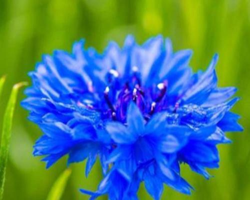 蓝色矢车菊的花语代表什么？如何正确解读？