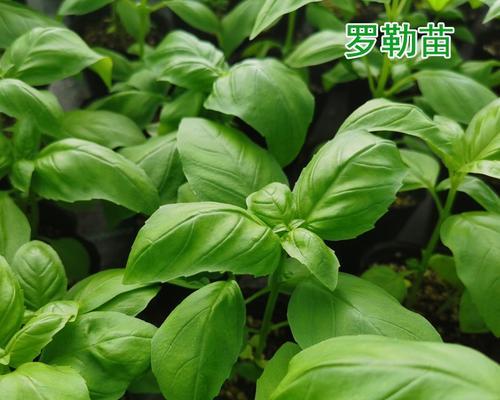 罗勒播种的最佳时间是什么时候？如何确保高发芽率？