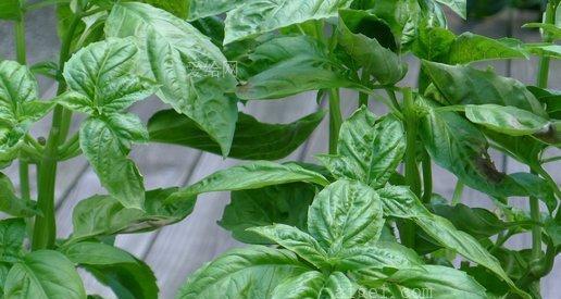 罗勒属于一年生植物还是多年生植物？如何正确种植和管理？