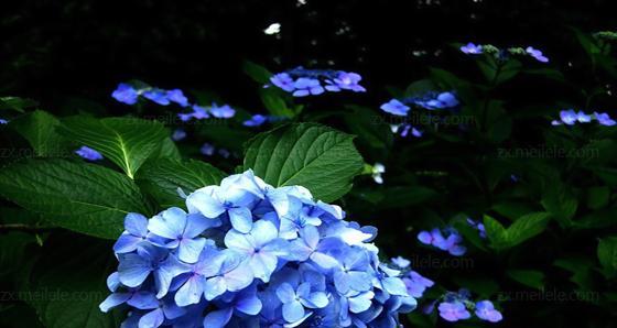 蓝色绣球花的花语是什么？如何正确解读？