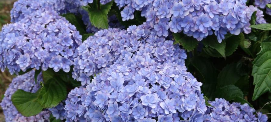 蓝色绣球花的花语是什么？如何正确解读？