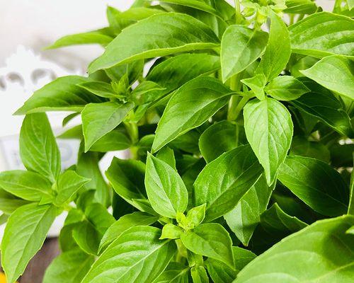 罗勒是一年一种吗？种植周期和生长条件是什么？