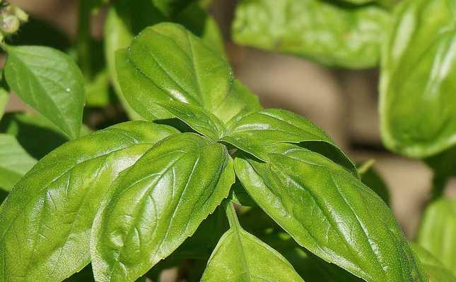 罗勒是一年一种吗？种植周期和生长条件是什么？