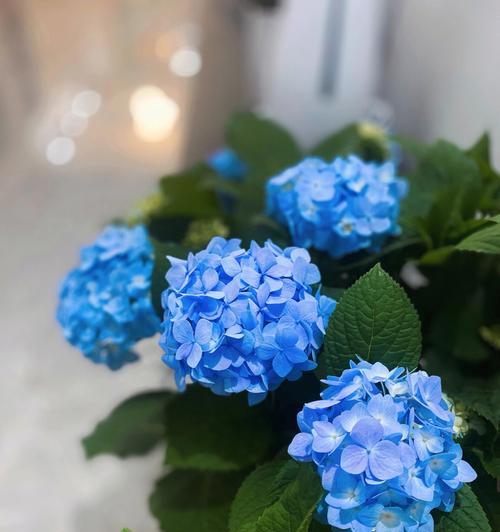 蓝色绣球花象征着什么？它的寓意有哪些？