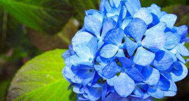 蓝色绣球花象征着什么？它的寓意有哪些？