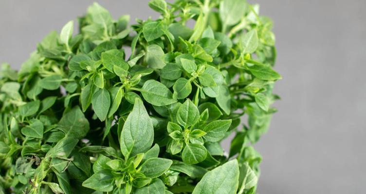 罗勒喜欢太阳吗？如何正确种植以确保充足阳光？