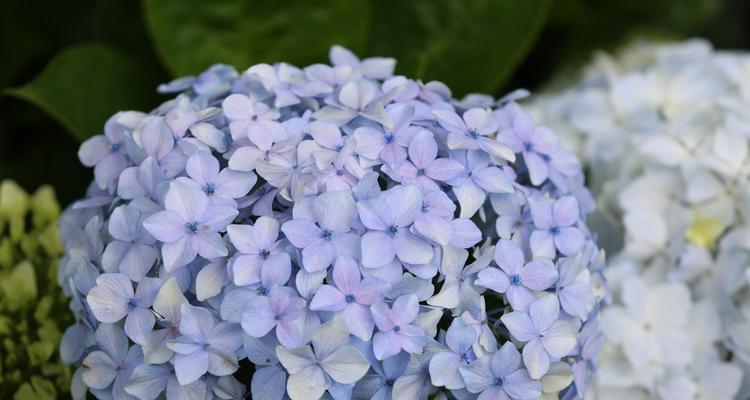 蓝色绣球花的花语是什么？有哪些关于它的传说故事？