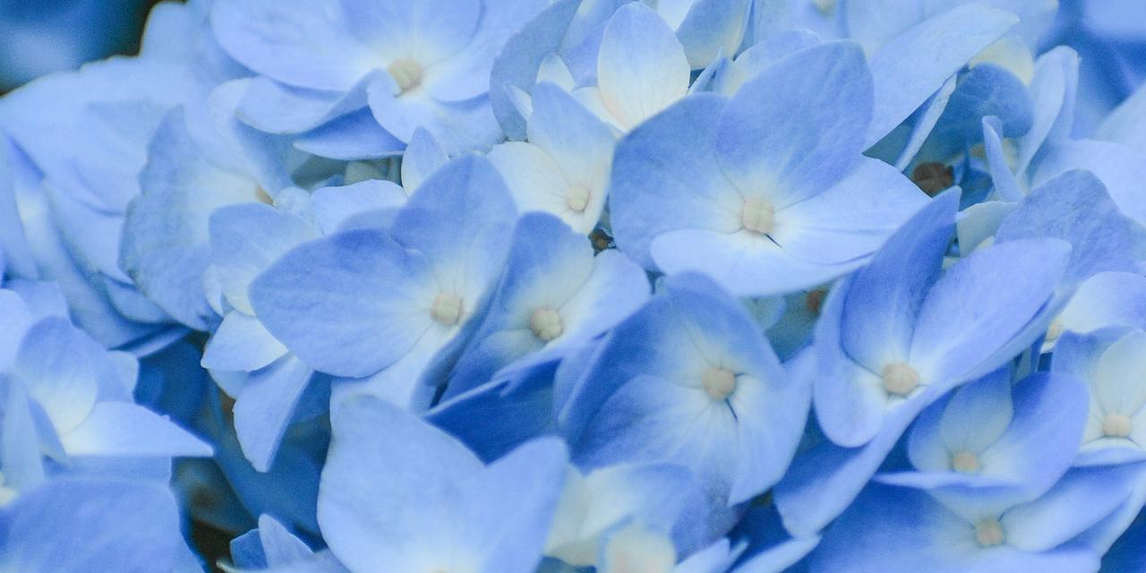 蓝色绣球花的花语是什么？有哪些关于它的传说故事？