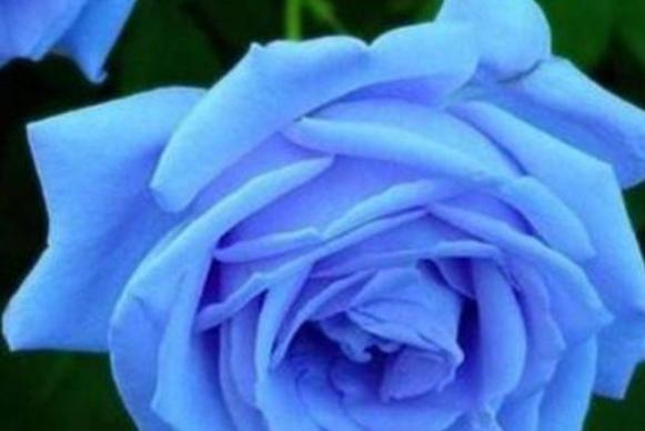 蓝色妖姬代表的花语是什么？购买时需要注意哪些事项？