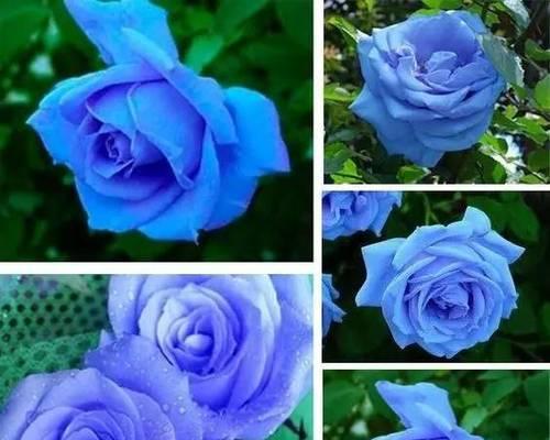 蓝色妖姬代表什么？花语含义及常见问题解答？