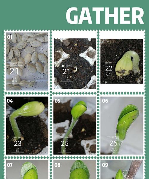 罗勒种子发芽需要多长时间？如何加速发芽过程？