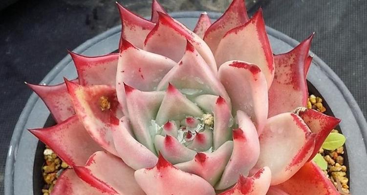 罗密欧多肉如何养护才能长得更好？
