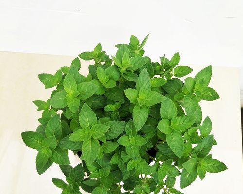 罗摩属于什么植物类别？罗摩的分类特征有哪些？