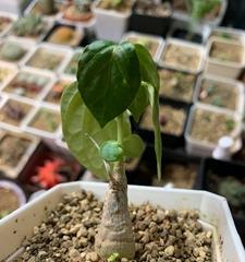 罗摩属于什么植物类别？罗摩的分类特征有哪些？