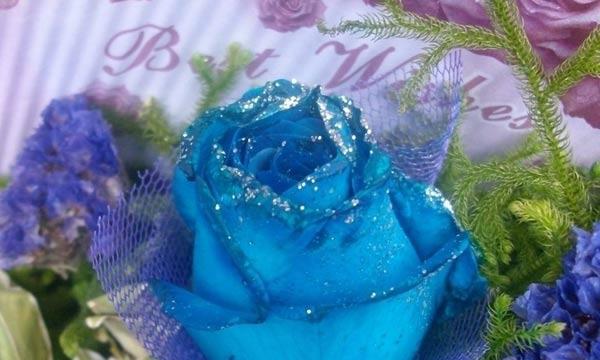 蓝色妖姬代表什么？花语和象征意义有哪些？