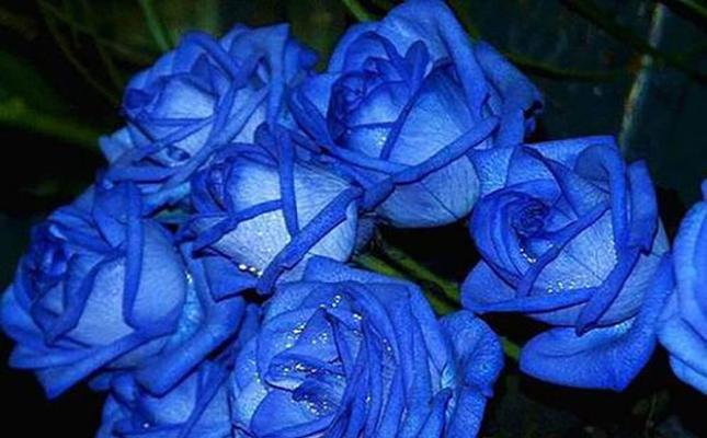 蓝色妖姬代表什么？花语和象征意义有哪些？