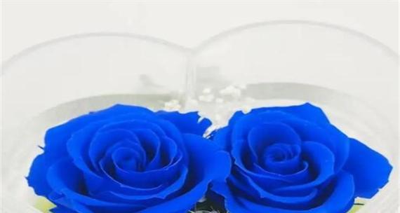 蓝色妖姬代表什么？花语和象征意义有哪些？