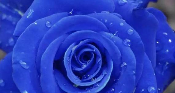 蓝色妖姬的花语是什么？购买时需要注意什么？