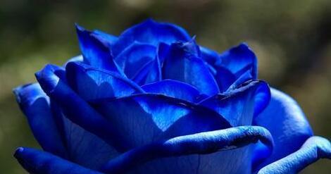 蓝色妖姬的花语是什么？购买时需要注意什么？