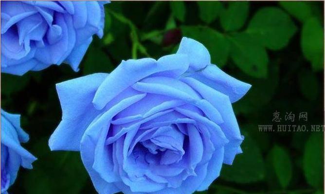 蓝色妖姬代表什么？花语有哪些含义？