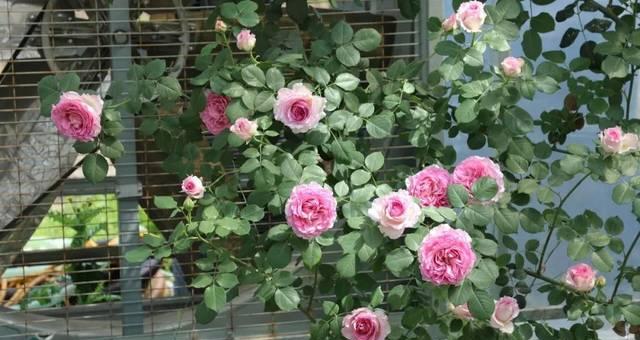 罗衣月季一年开几次花？花期主要集中在哪些月份？