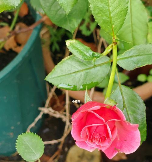 罗衣月季一年开几次花？花期主要集中在哪些月份？