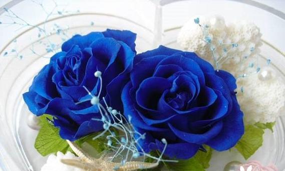 蓝色妖姬的寓意是什么意思？花语背后隐藏了哪些秘密？